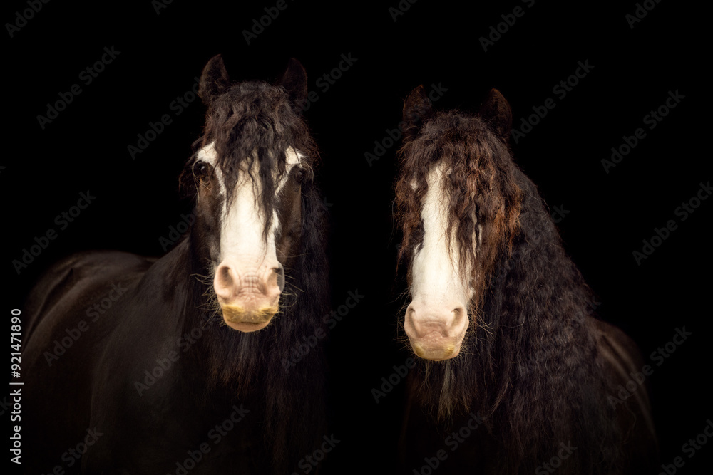 Fototapeta premium Two miniature Tinker ponies in front of black background