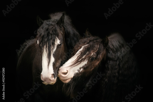 Photography Black Shot portrait of mini tinker horses
