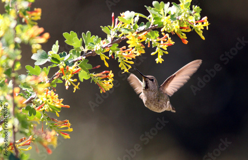 bird in autumn leaves