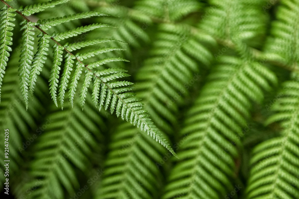 Fern leaves Fern leaves