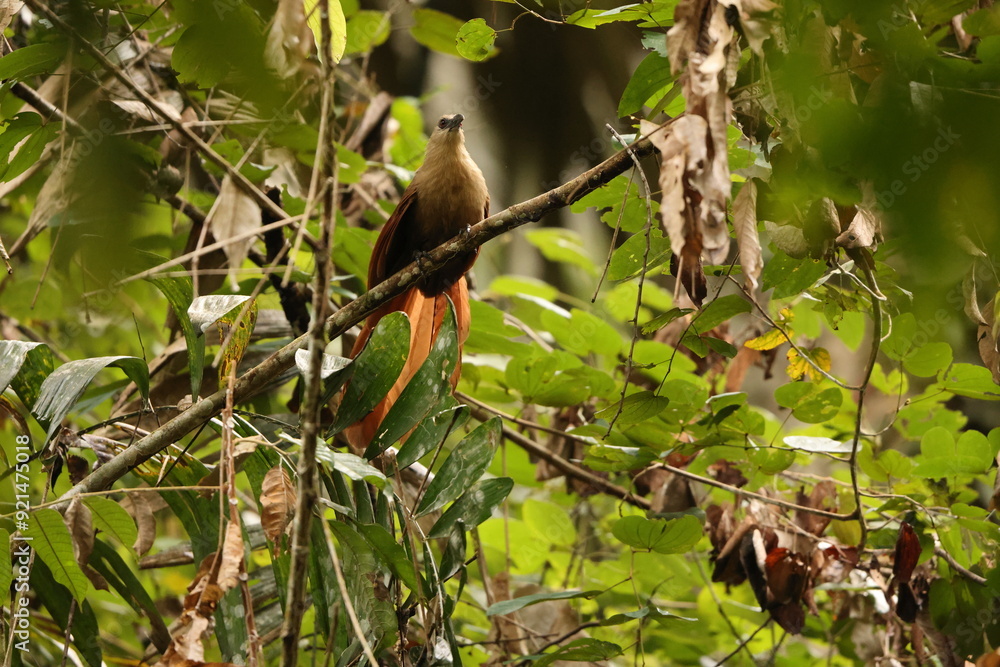 Bay coucal (Centropus celebensis) is a species of cuckoo in the family Cuculidae. It is endemic to Sulawesi, Indonesia. Bay coucal (Centropus celebensis) is a species of cuckoo in the family Cuculidae. It is endemic to Sulawesi, Indonesia.