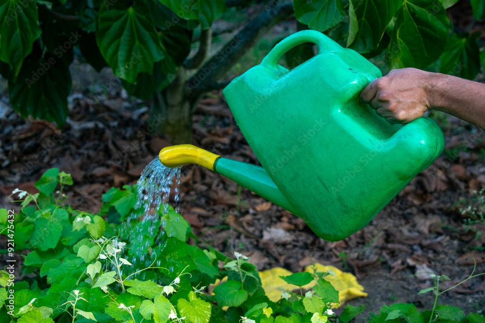 Watering Can Sprinkling Plants – Nurturing Growth with Care Watering Can Sprinkling Plants – Nurturing Growth with Care