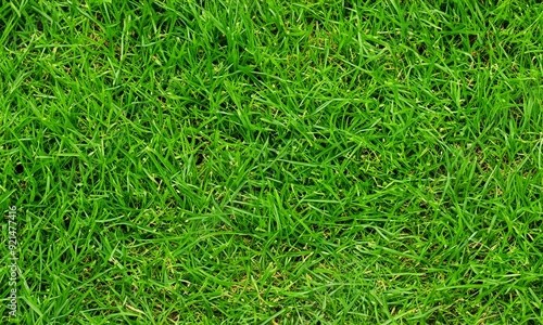 green grass background