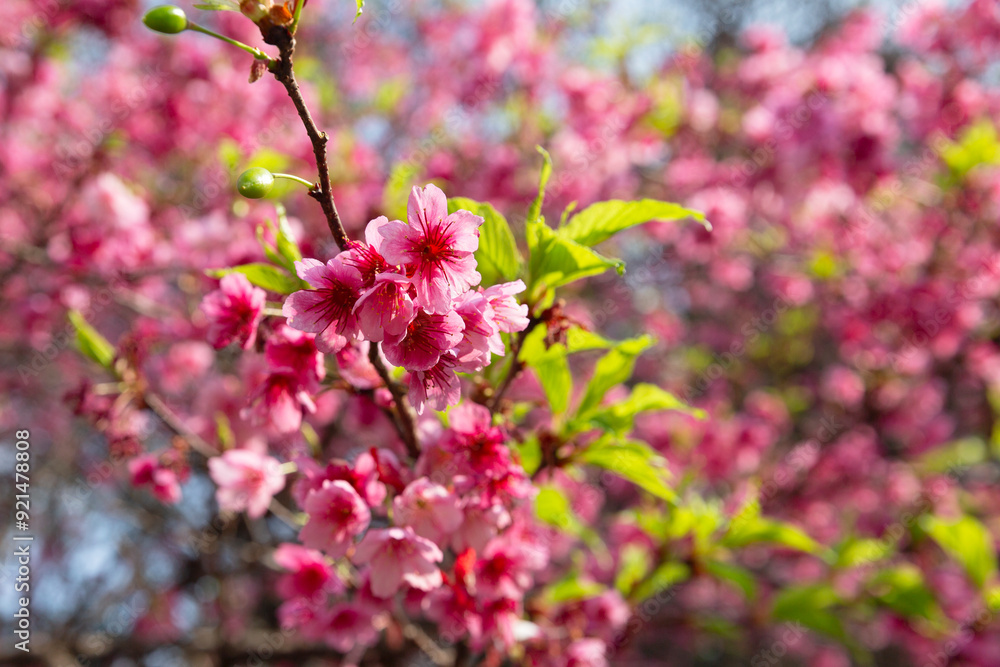 Cherry blossoms in Japan Square in Curitiba. Cherry blossoms in Japan Square in Curitiba.