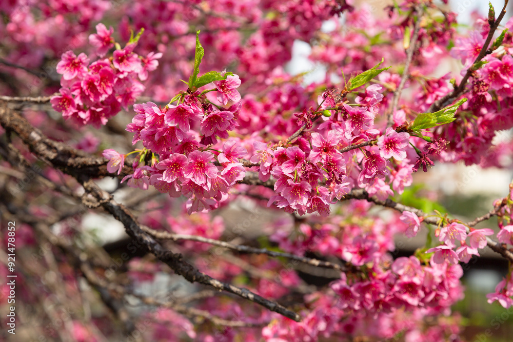 Cherry blossoms in Japan Square in Curitiba. Cherry blossoms in Japan Square in Curitiba.