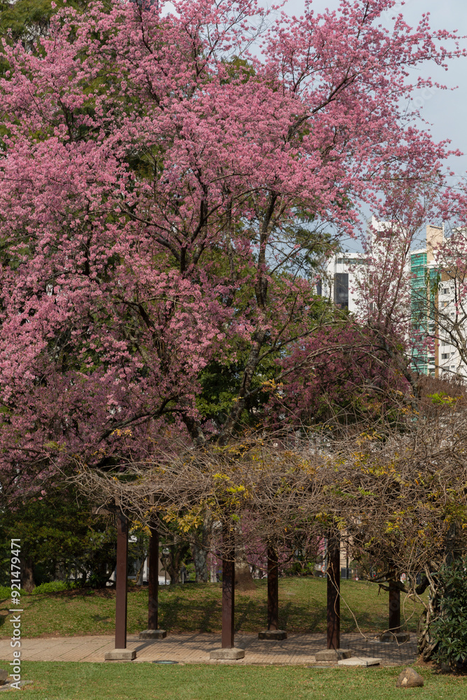 Cherry blossoms in Japan Square in Curitiba. Cherry blossoms in Japan Square in Curitiba.