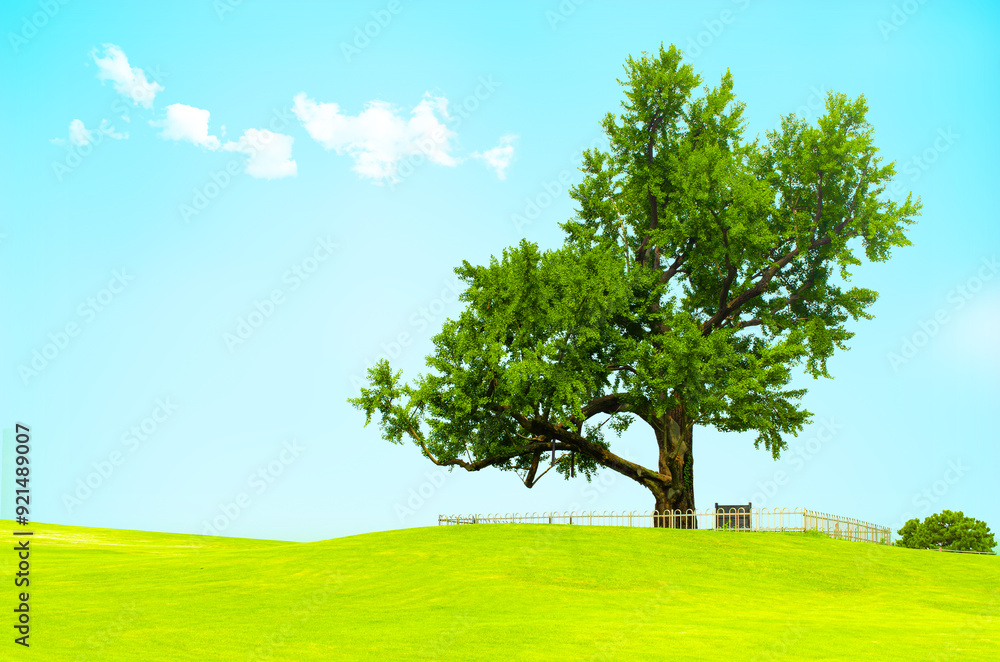 Obraz premium A view of beautiful green field with a tree and fresh grass on a sunny day