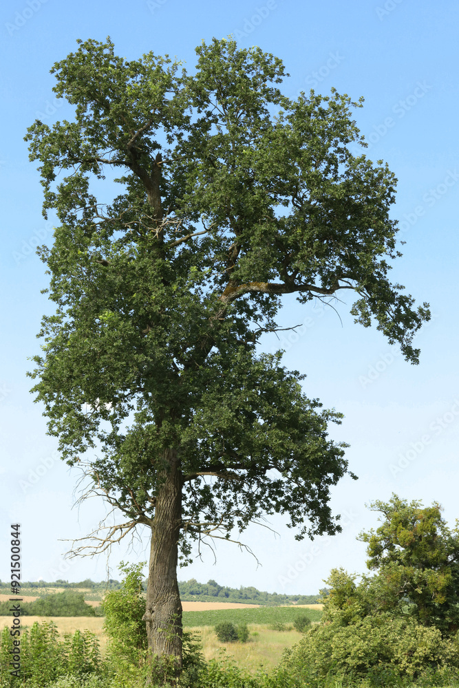 Fototapeta premium Beautiful trees with green leaves against sky outdoors