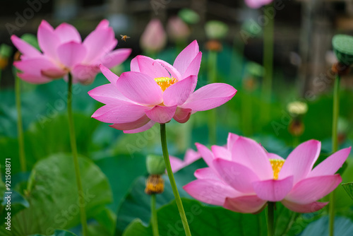 古代蓮と蜜蜂