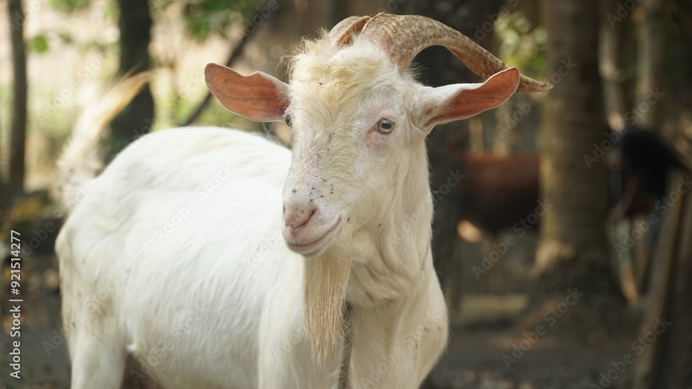 White goat with curved horns and a long beard with a rope around its neck. Focus selected White goat with curved horns and a long beard with a rope around its neck. Focus selected