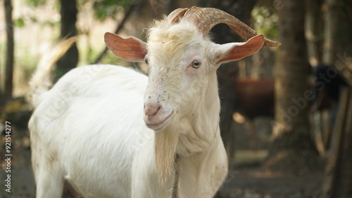 White goat with curved horns and a long beard with a rope around its neck. Focus selected