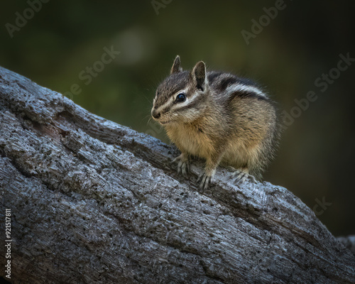 Chipmunk