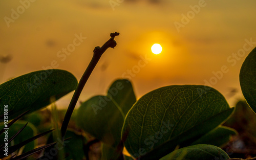 Closeup of bush at sunset © Johnster Designs