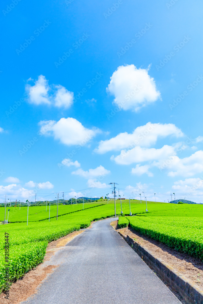 夏の藤河内茶園 山口県宇部市 Fujikawachi Tea Garden in Summer. Yamaguchi Pref, Ube City. 夏の藤河内茶園 山口県宇部市 Fujikawachi Tea Garden in Summer. Yamaguchi Pref, Ube City.