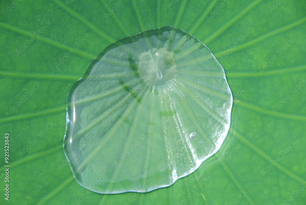 Lotus leaf with water droplets / ハスの葉で揺れる水玉(水滴) Lotus leaf with water droplets / ハスの葉で揺れる水玉(水滴)