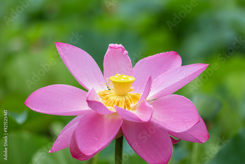 Lotus after a summer rain