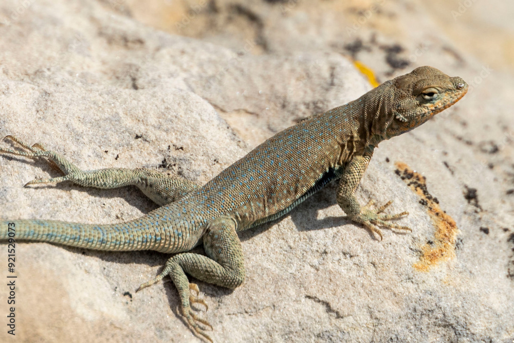 Lizard on a Rock Lizard on a Rock