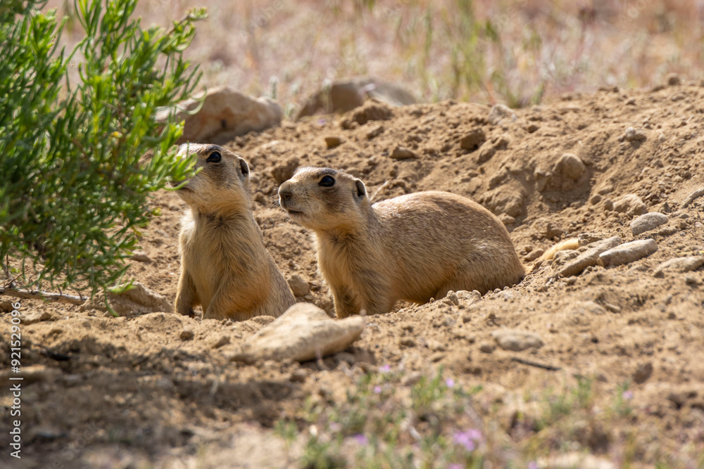 Fototapeta premium Prairie Dog