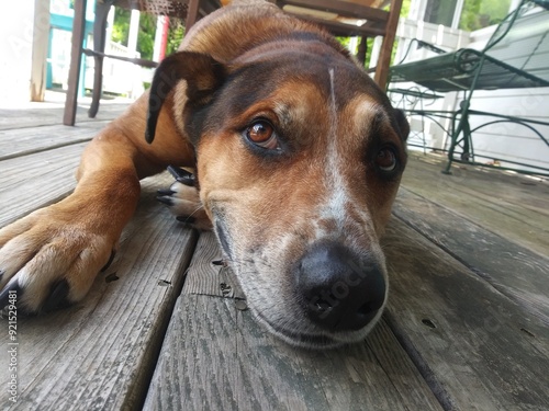 Beautiful mutt relaxing on a farmhouse porch