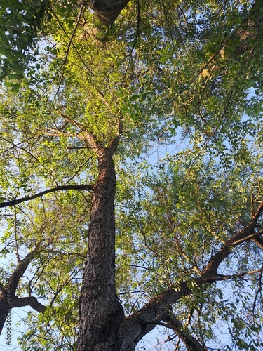 Black Walnut canopy against a blue sky