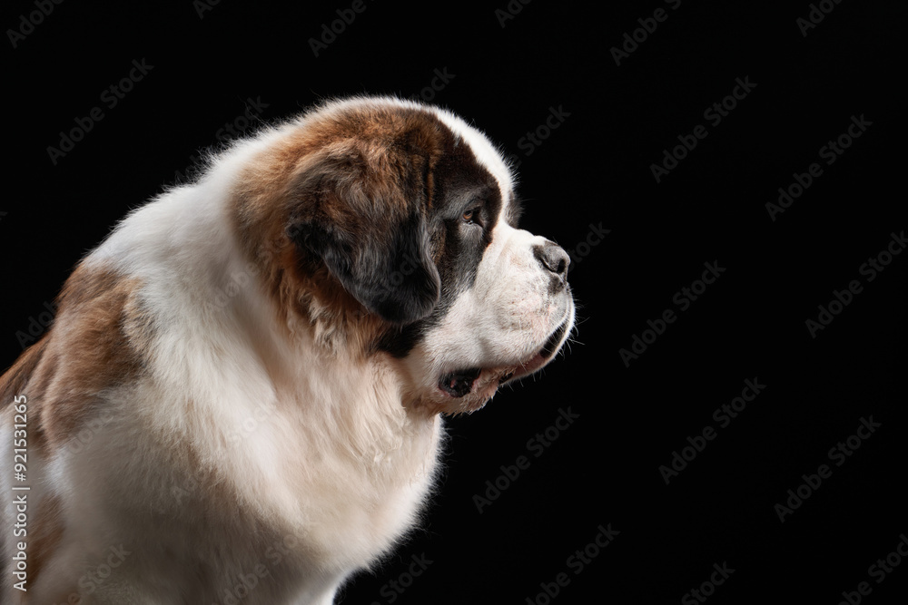 A profile view of a Saint Bernard dog against a black background, showcasing its distinctive coat and gentle expression. A profile view of a Saint Bernard dog against a black background, showcasing its distinctive coat and gentle expression.