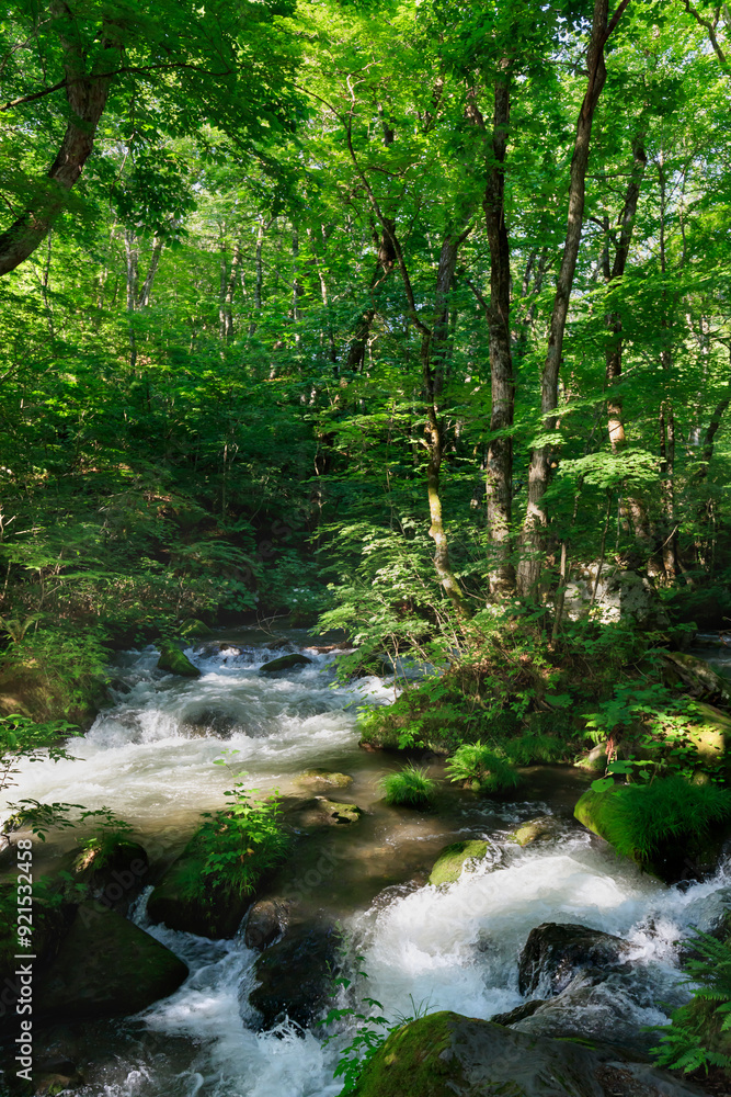 Ashura no Nagare in early summer at Oirase Gorge Ashura no Nagare in early summer at Oirase Gorge