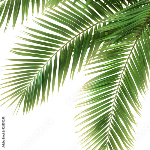 Close-up of lush green palm leaves against a dark background.