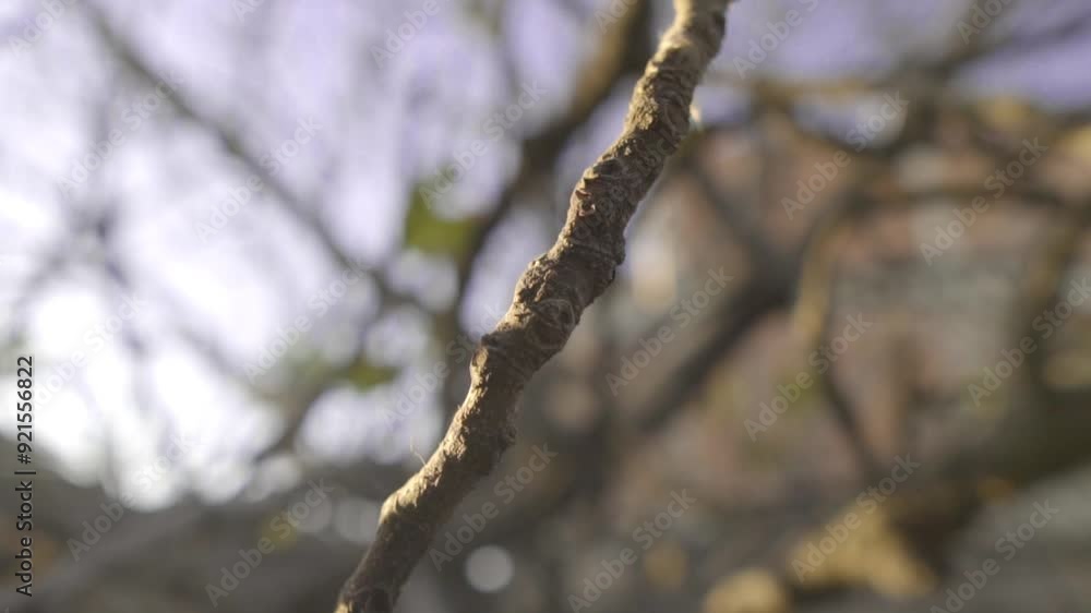 A tree sprouting in spring, concept of improvement and hope, expectation for the future.
A tree sprouting in spring, concept of improvement and hope, expectation for the future.