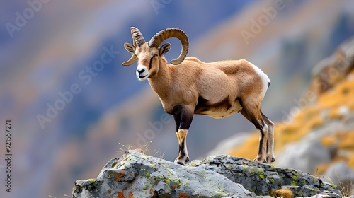 Pyrenean ibex standing on a rocky cliff, showcasing its curved horns and sturdy build style minimalist photo