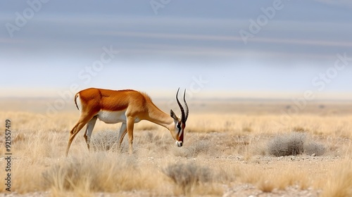 Bubal hartebeest grazing in a dry savannah, emphasizing its slender build and distinctive horns style minimalist photo