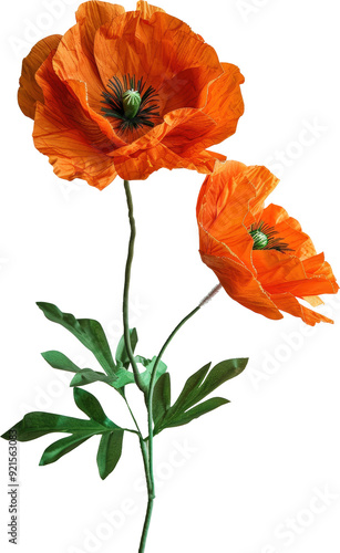 Two vibrant orange poppies with green leaves against a black background.