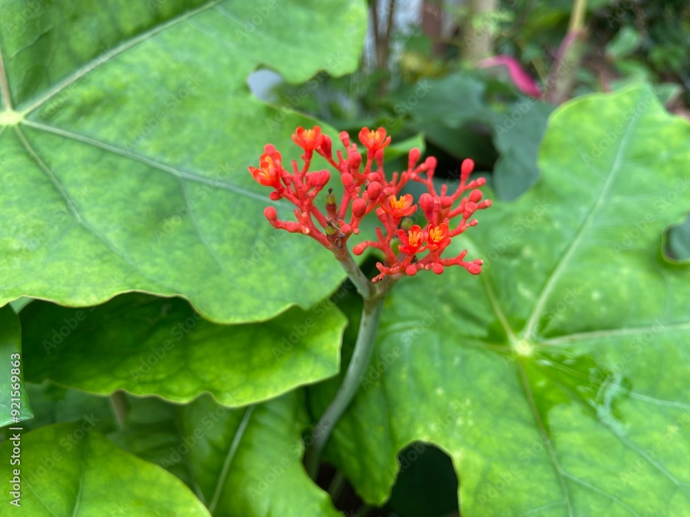 Red flowers of Jatropha podagrica are growing along the riverbank. Red flowers of Jatropha podagrica are growing along the riverbank.