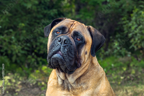 2024-08-13-CLOSE UP UPOF A LARGE FAWN COLORED BULLMASTIFF WITH CLEAR BRIGHT EYES AND A SLIGHT HEAD TILT WITH A GREEN BACKGROUND photo