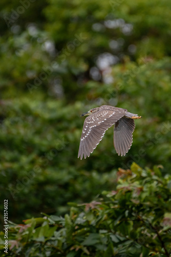 Night heron