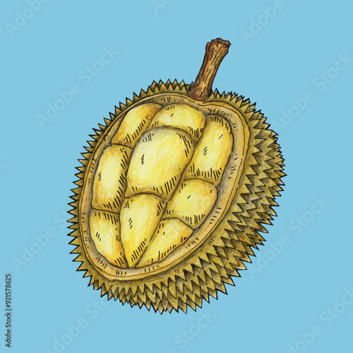 Adobe Illustrator Artwork Durian PNG vector illustration design