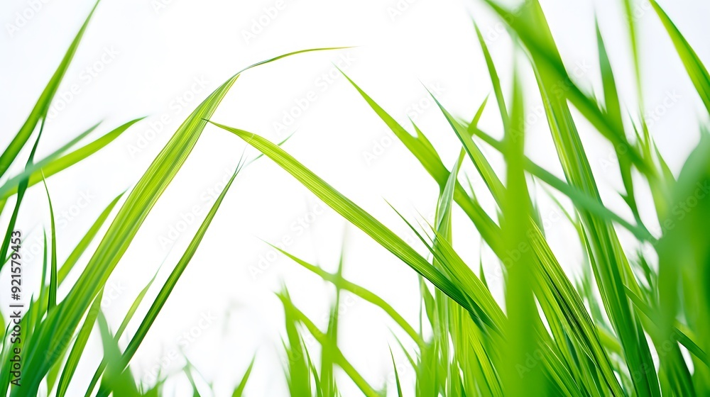 Naklejka premium green grass isolated on white