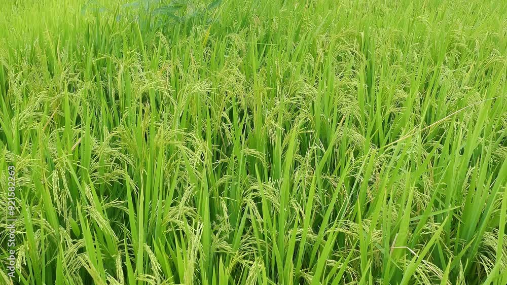 green paddy on field at horizontal composition green paddy on field at horizontal composition