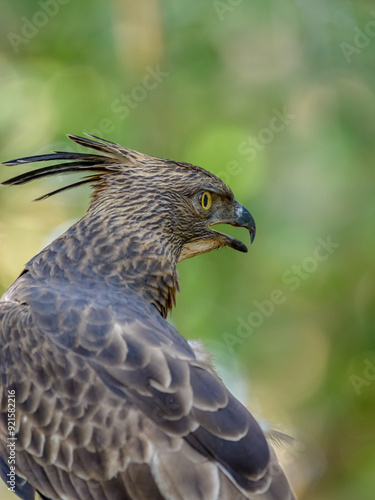 portrait of a eagle