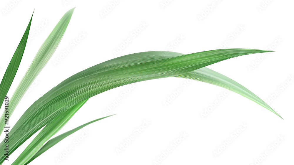 Fototapeta premium Green tropical leaves as element on transparent background