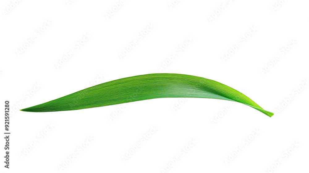 Green tropical leaves as element on transparent background Green tropical leaves as element on transparent background