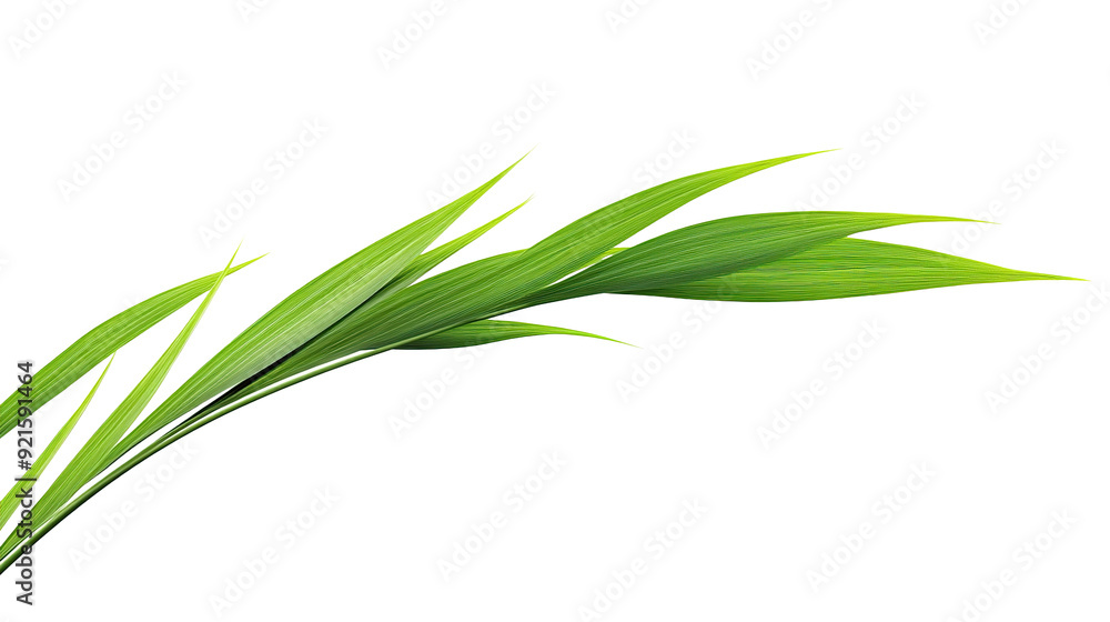 Fototapeta premium Green tropical leaves as element on transparent background