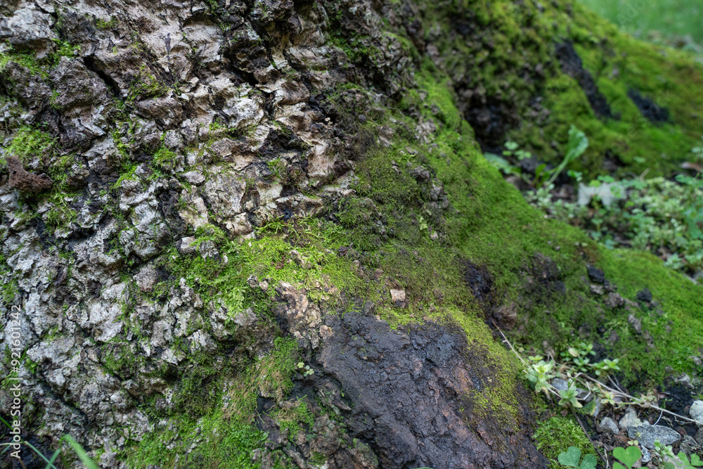 a tree trunk covered inwoods jungle backyard green rustic a tree trunk covered inwoods jungle backyard green rustic