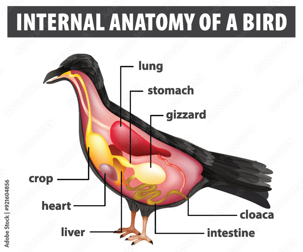 Bird Inner Ear Internal Anatomy of a Bird Stock Vector | Adobe Stock