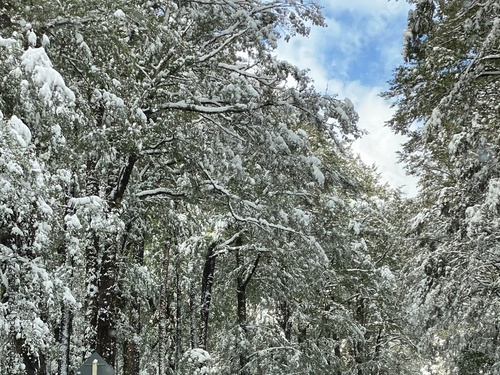 snow covered trees, Lewis Pass road New Zealand 