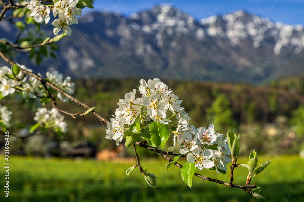 Frühling im Salzkammergut
