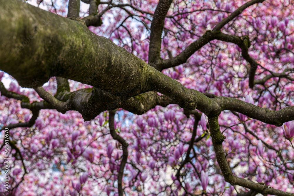 Magnolienbaum
