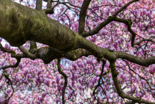 Obraz na płótnie Magnolienbaum w salonie