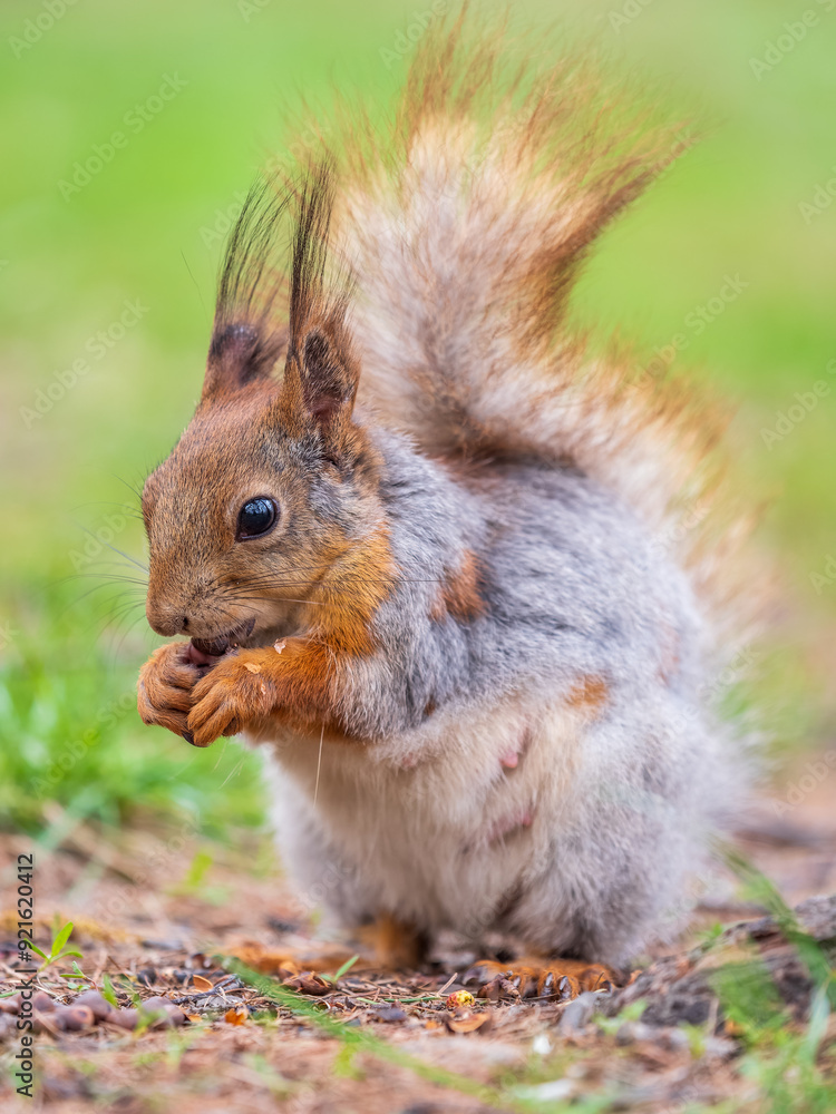 Squirrel eats a nut while sitting in green grass. Eurasian red squirrel, Sciurus vulgaris Squirrel eats a nut while sitting in green grass. Eurasian red squirrel, Sciurus vulgaris