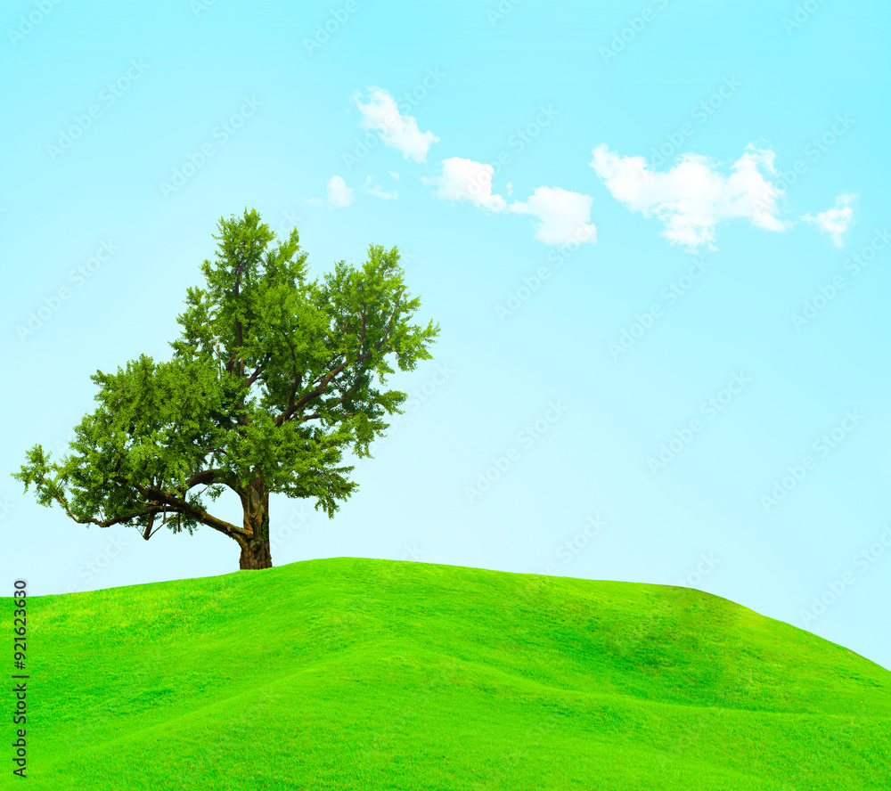 Obraz premium Big tree with field of green grass on blue sky background