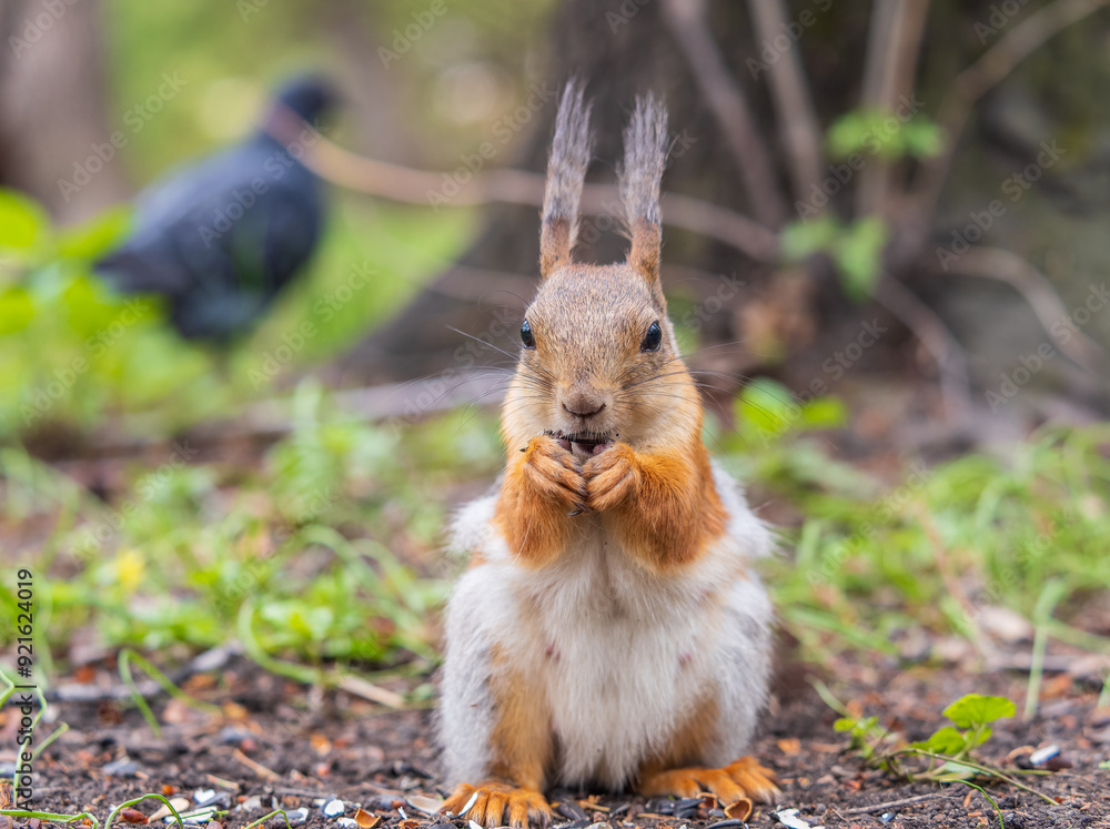 Squirrel eats a nut while sitting in green grass. Eurasian red squirrel, Sciurus vulgaris Squirrel eats a nut while sitting in green grass. Eurasian red squirrel, Sciurus vulgaris